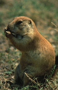 Black-Tailed prairie dog