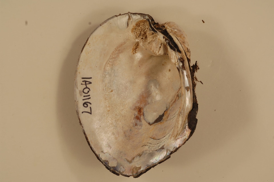 Amblema plicata (inside)-2