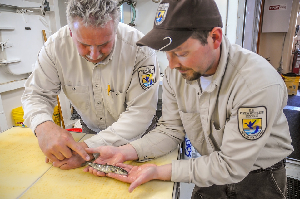Fisheries worker aboard MV Spencer Baird holds juvenile lake trout-4