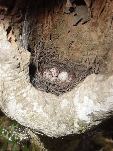 Prothonotary warbler nest
