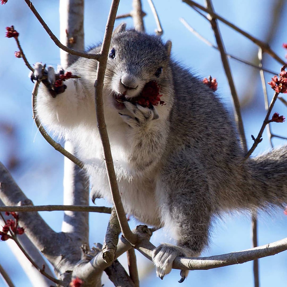 Delmarva Peninsula fox squirrel-5