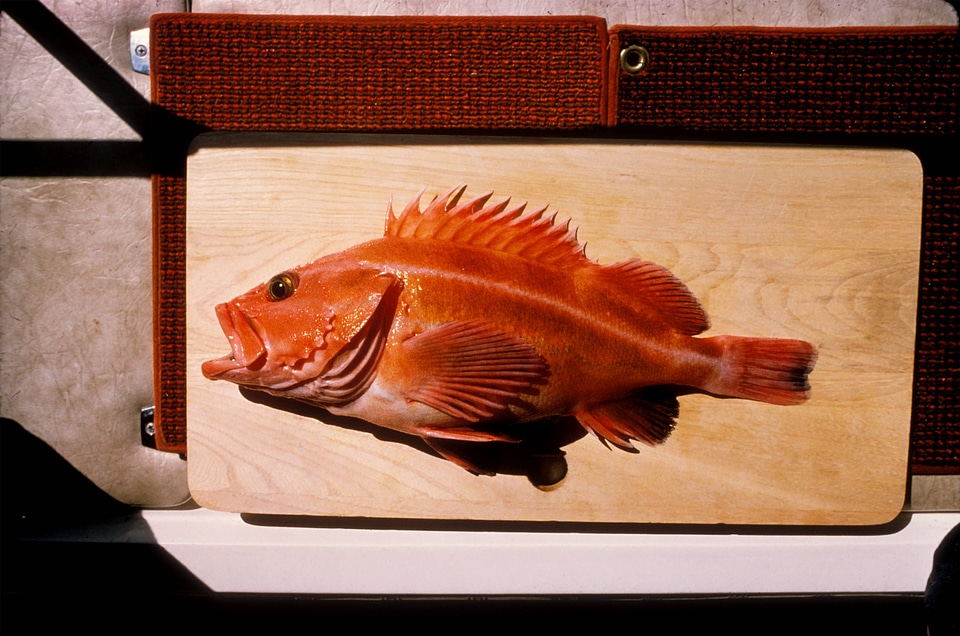 Yellow Rockfish-7