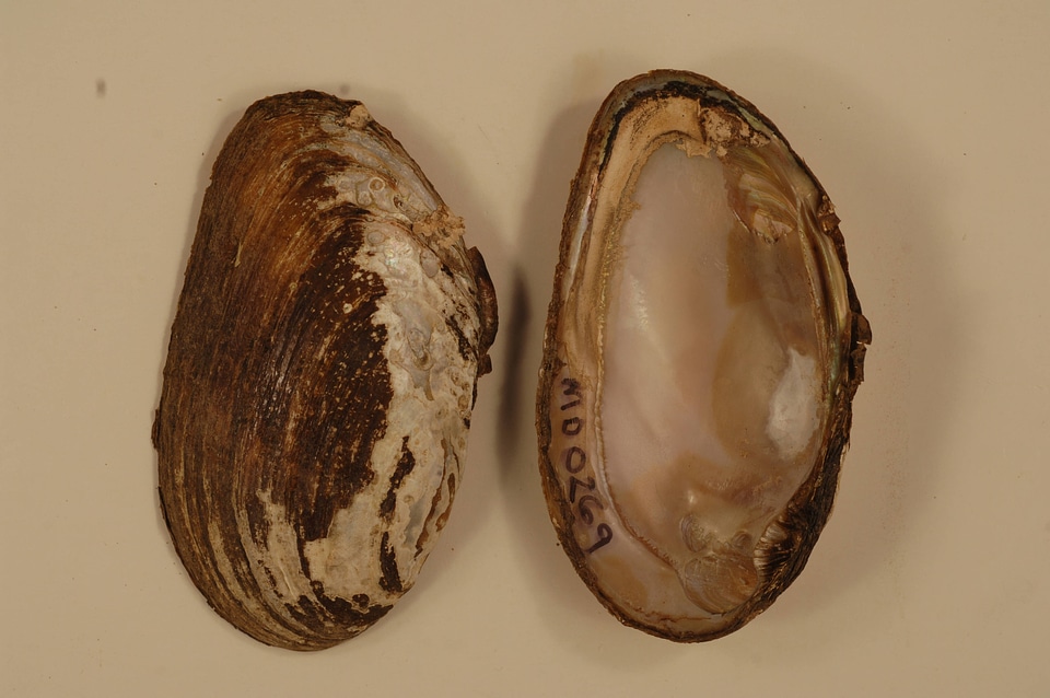 Elliptio complanata-8