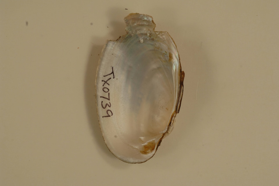 Lampsilis bracteata (inside)-6