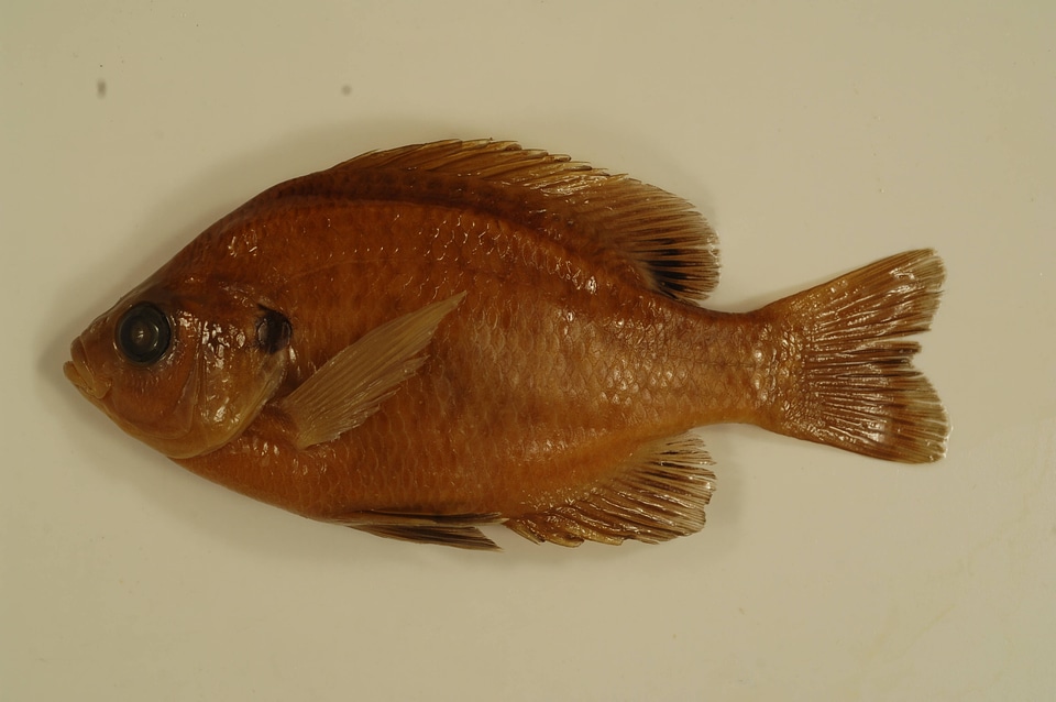 Lepomis macrochirus-2