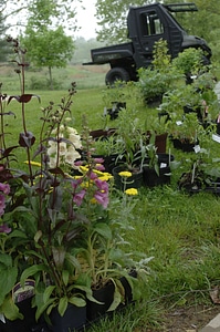 Plants for Pollinator Garden
