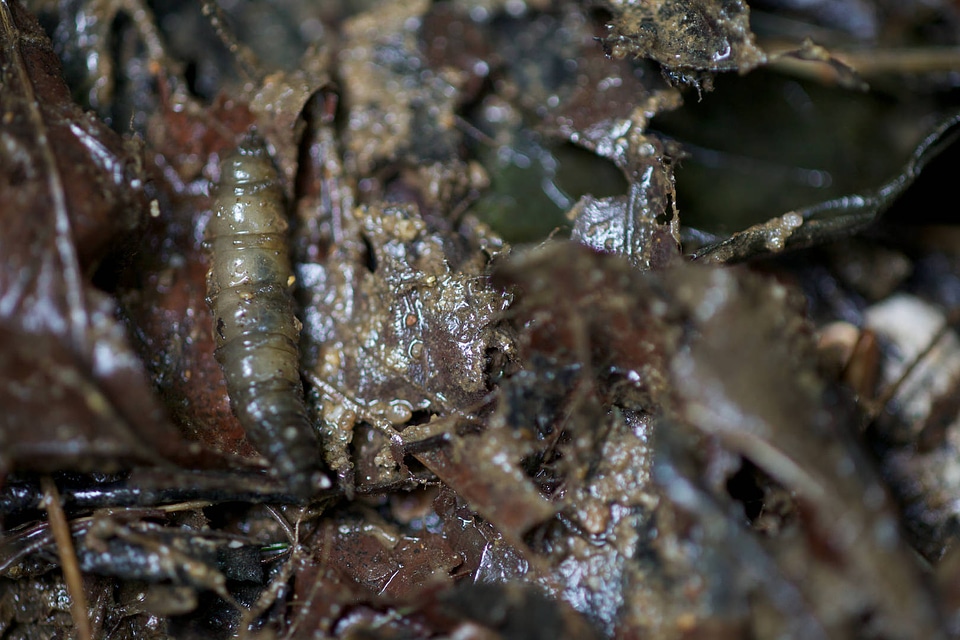 Aquatic invertebrate-2