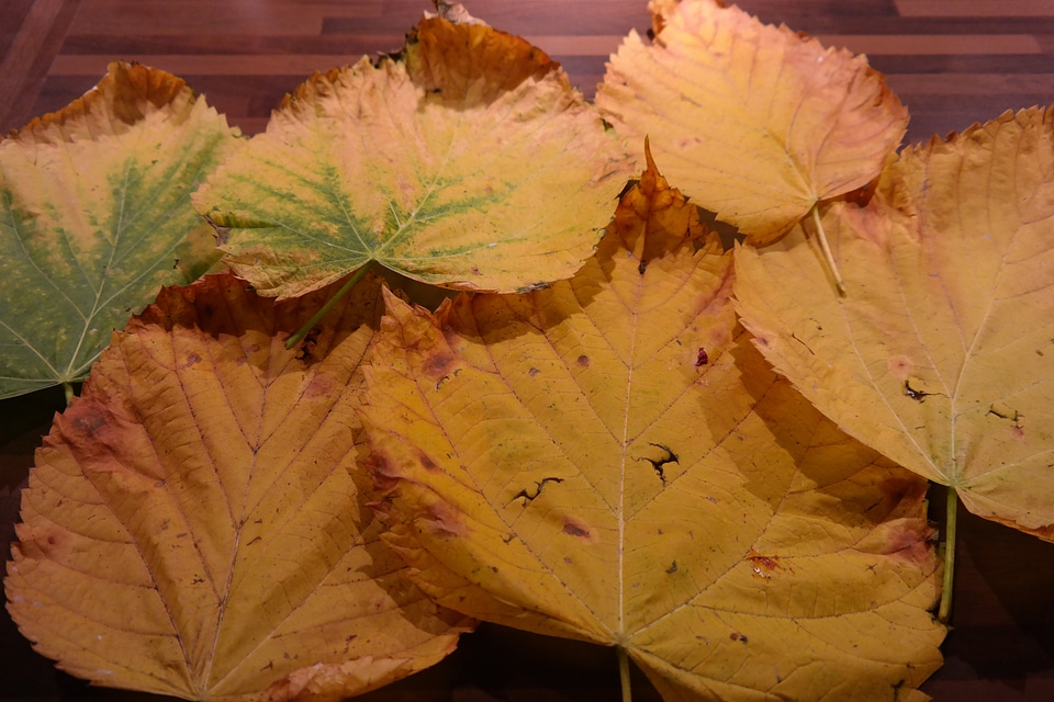 Yellow green leaves