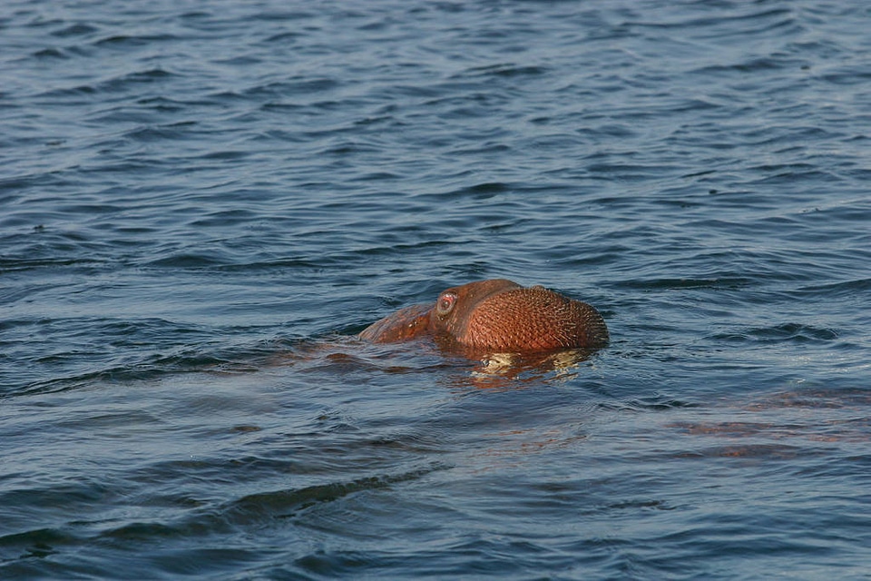 Bull Walrus Swimming