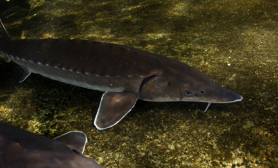 Atlantic Sturgeon-3