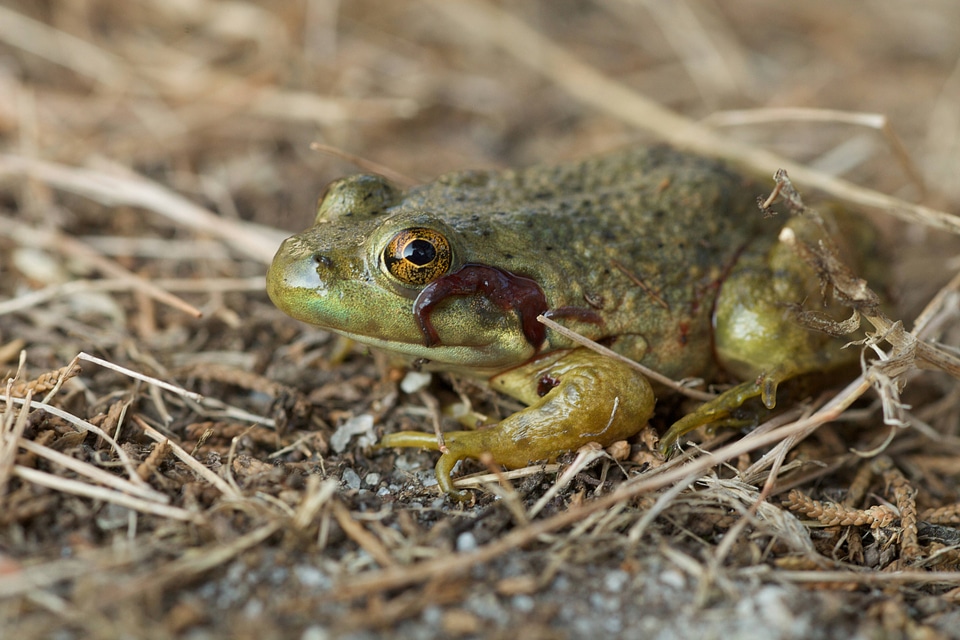 Bullfrog sitting in the sun