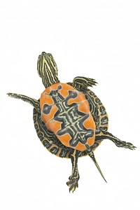 Western Painted turtle plastron photo