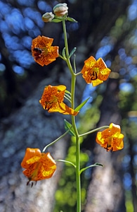 Columbia tiger-lily
