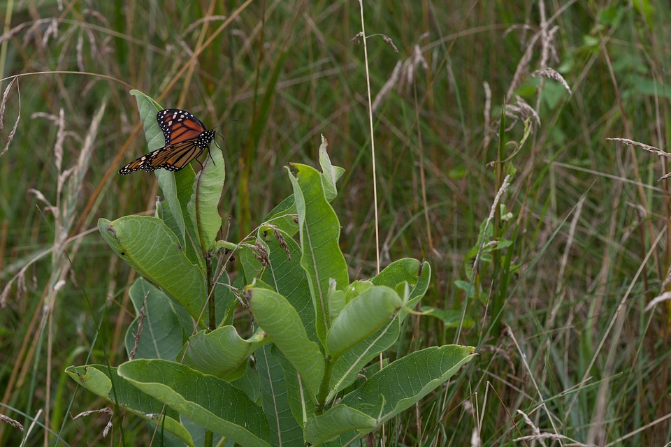 Monarch Butterfly on a milkweed plant-2