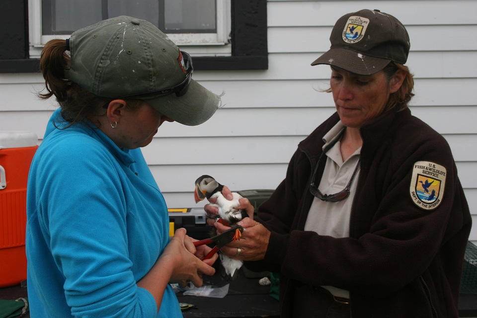 Tagging a Puffin