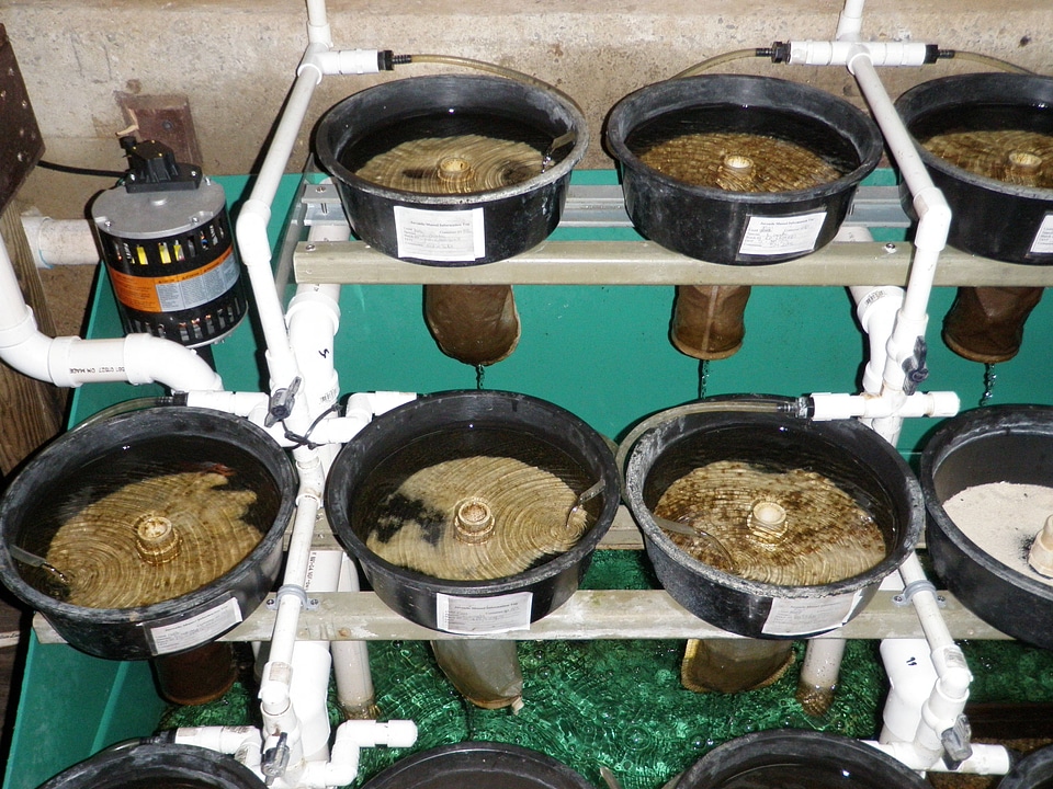 Rearing pan system at the Virginia Department of Game and Inland Fisheries’ Aquatic Wildlife Conservation Center-2