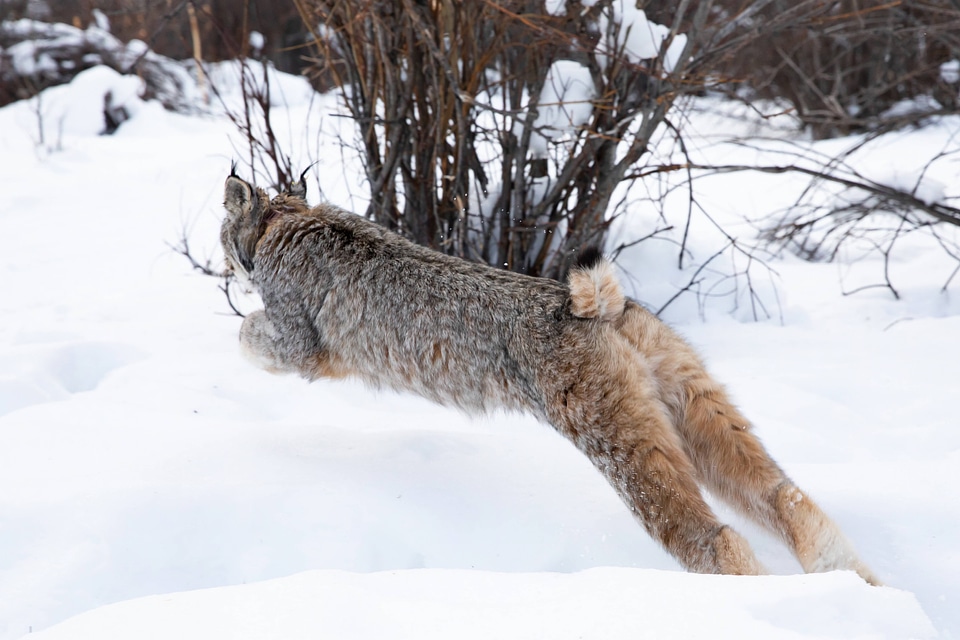 Lynx is taking off into the forest