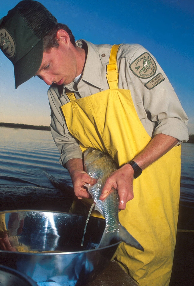 Shad egg removal