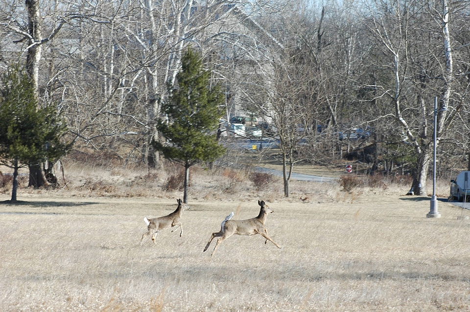Herd of White-tailed Deer-5