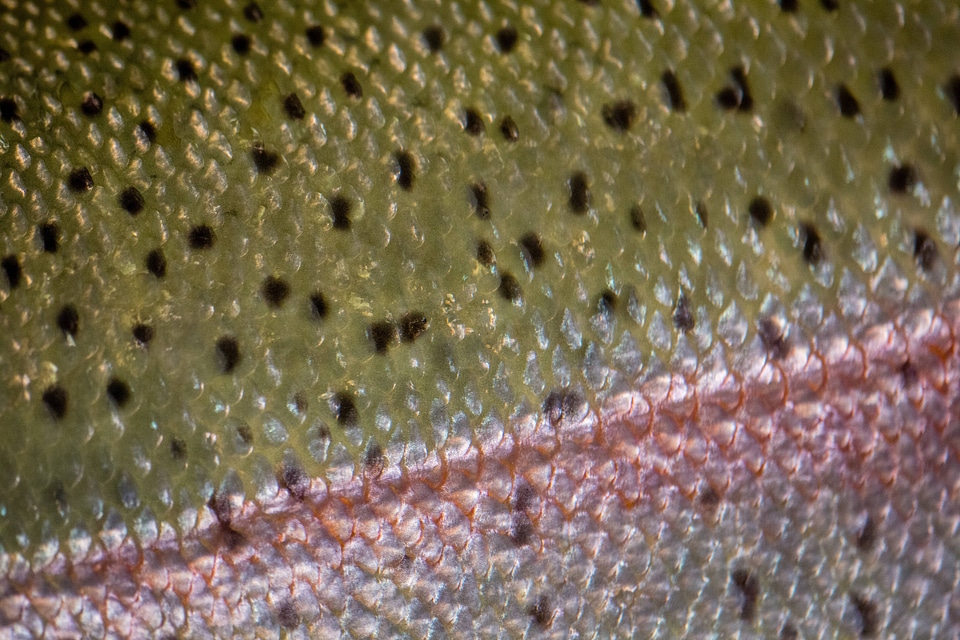 Close-up of Rainbow trout scales-4