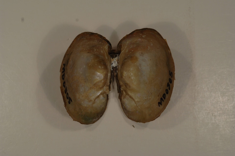 Lampsilis sp.-1