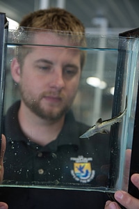 Biologist holds Lake sturgeon in small tank-10 photo