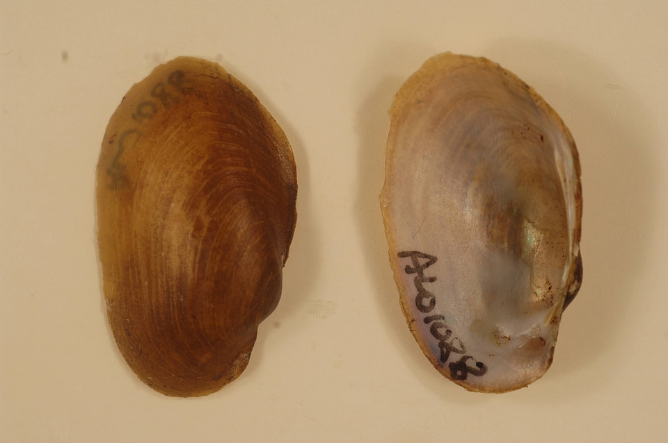 Lampsilis virescens-1