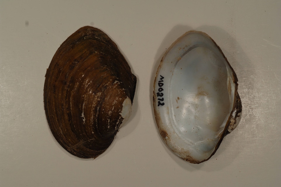 Lampsilis sp.-2