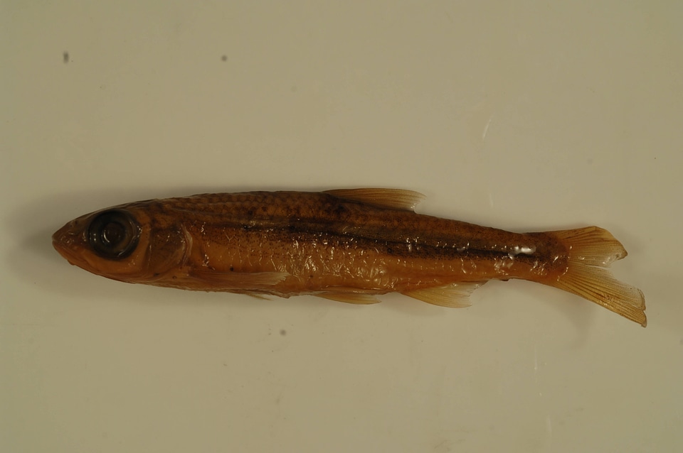 Notropis ariommus-1