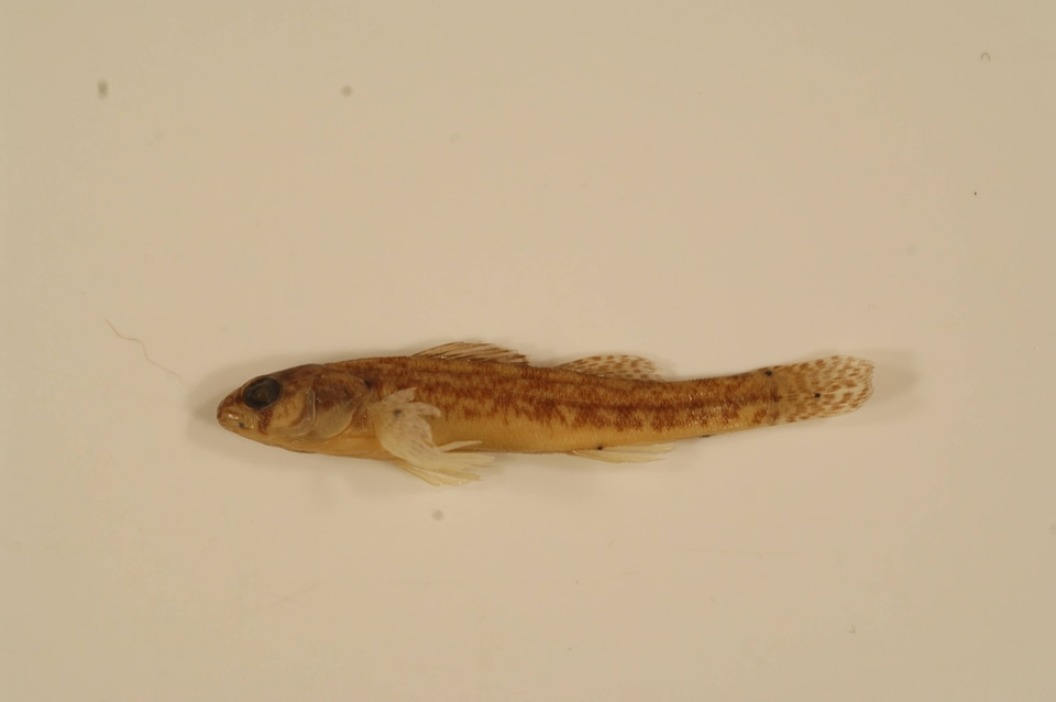 Etheostoma exile-3