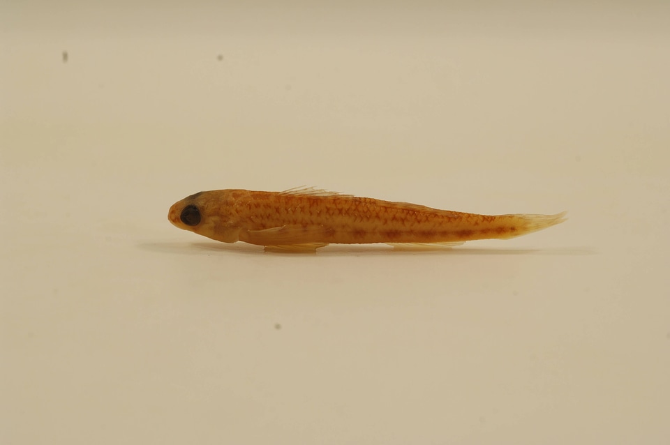Percina copelandi-6