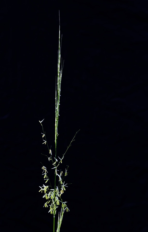 Texas Wild Rice-1