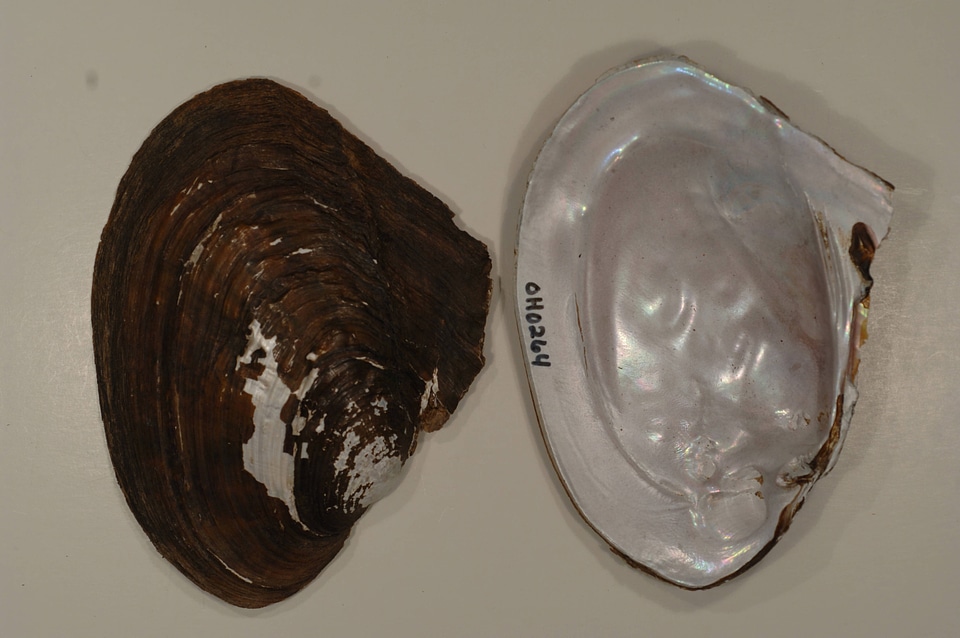 Potamilus alatus-2