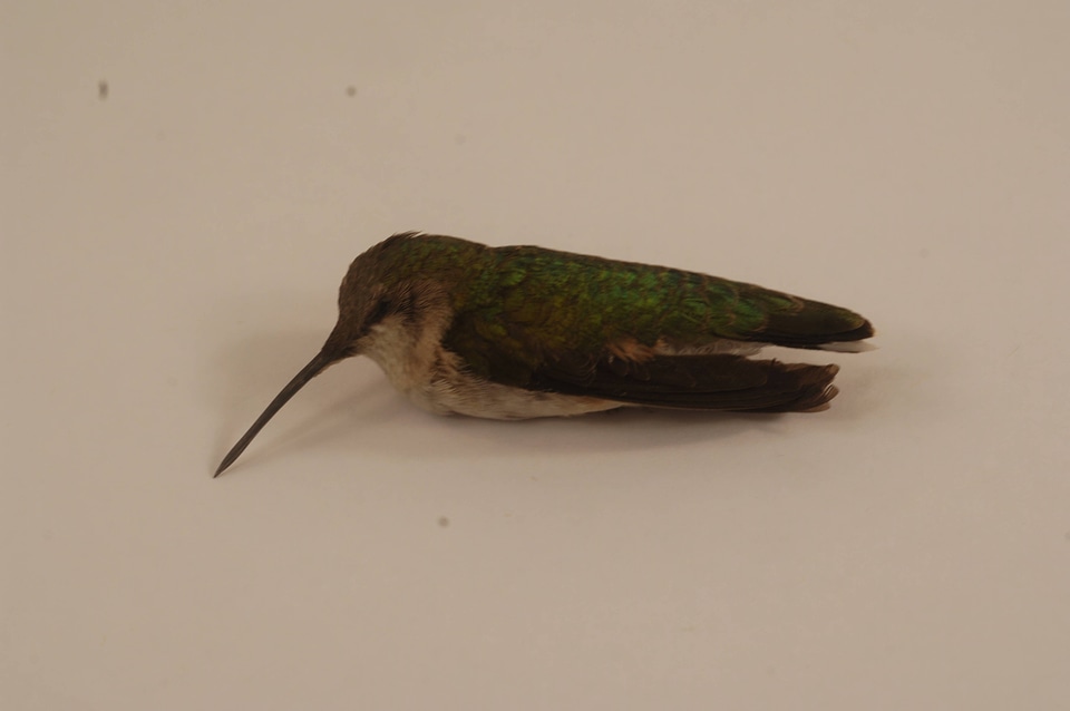 Acrhilochus colubris-2