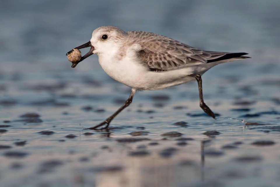 Sanderling with a mole crab