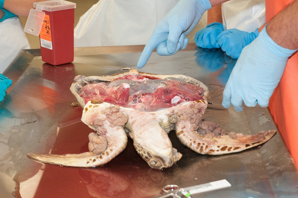 Marine Mammal Stranding Course at NCTC-1