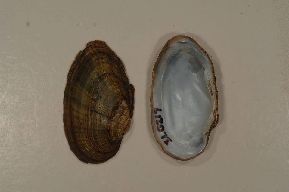Venustaconcha ellipsiformis-2