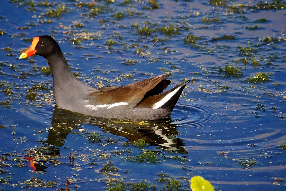 Common Gallinule