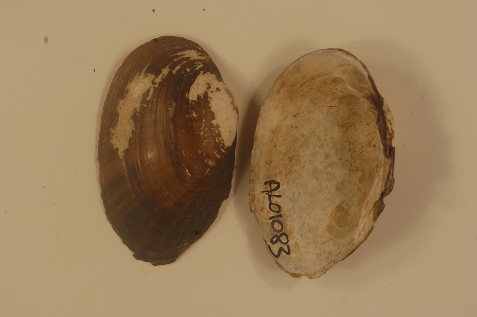 Hamiota altilis-4