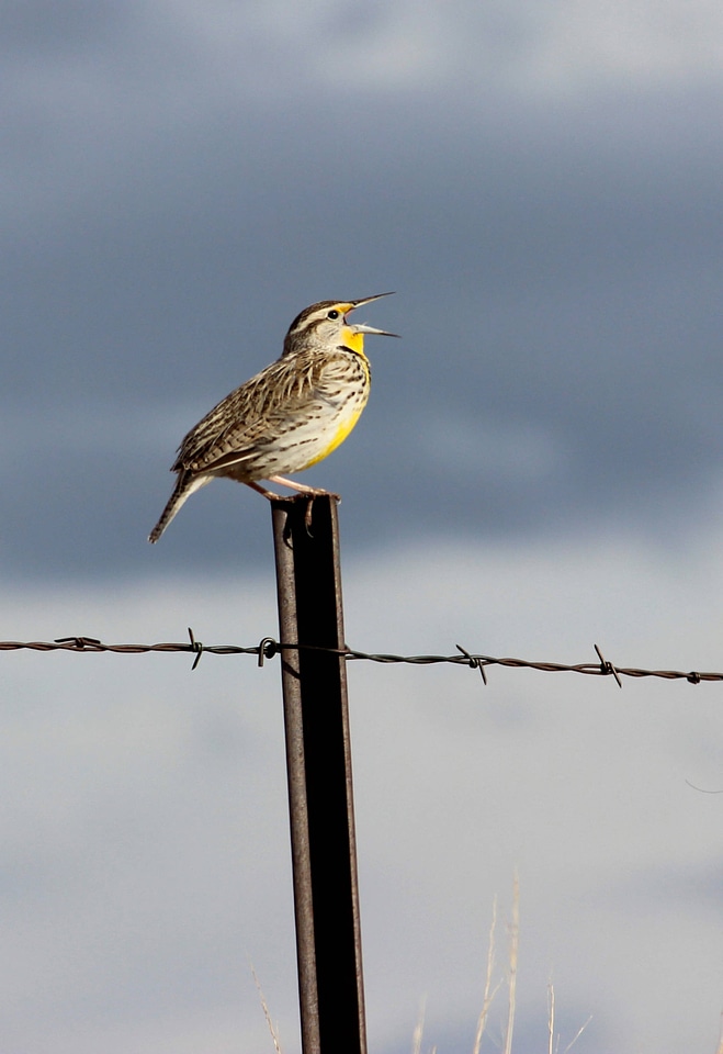 Western Meadowlark-3