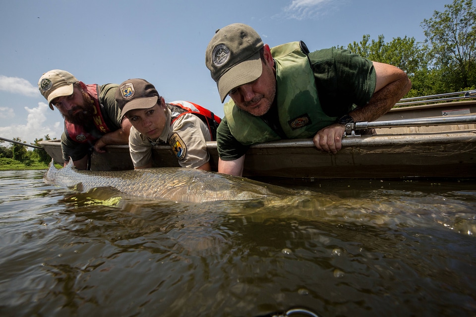 Alligator gar-1 photo