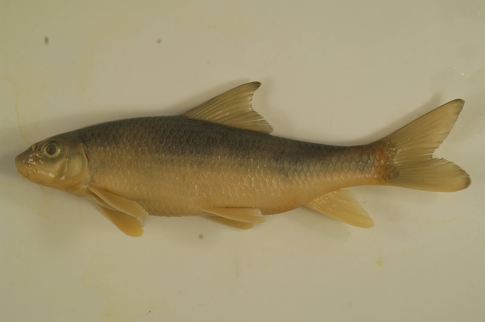 Moxostoma breviceps-6