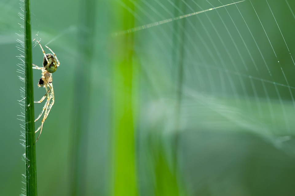 Nature insect web
