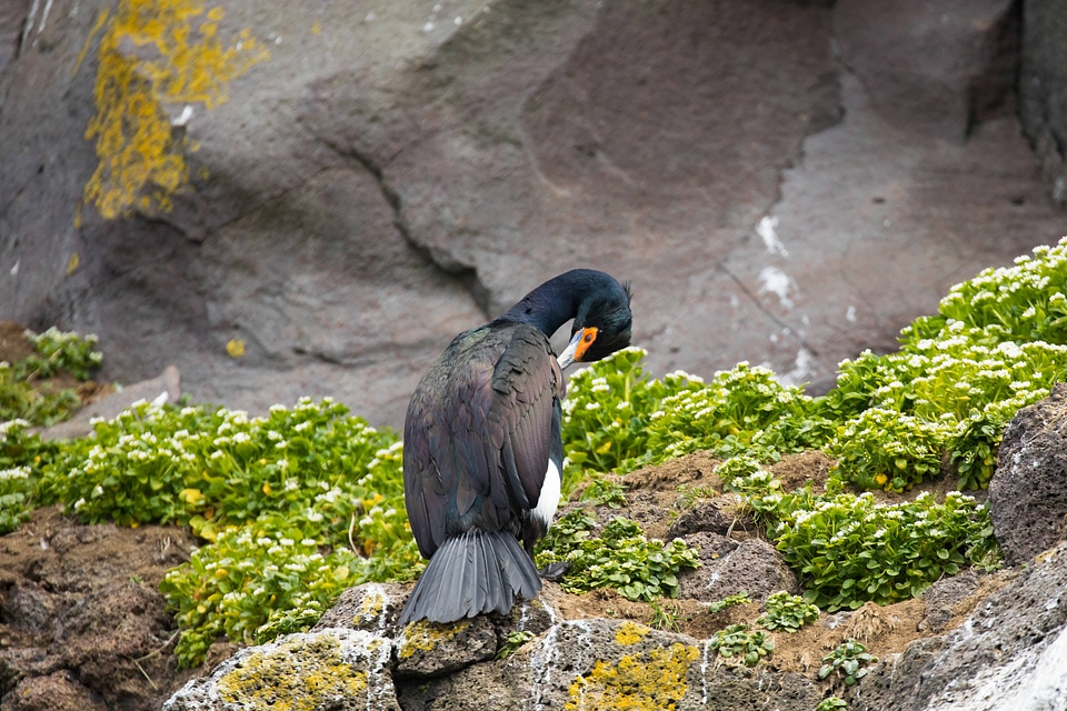 Red-faced cormorant perched on rock ledge