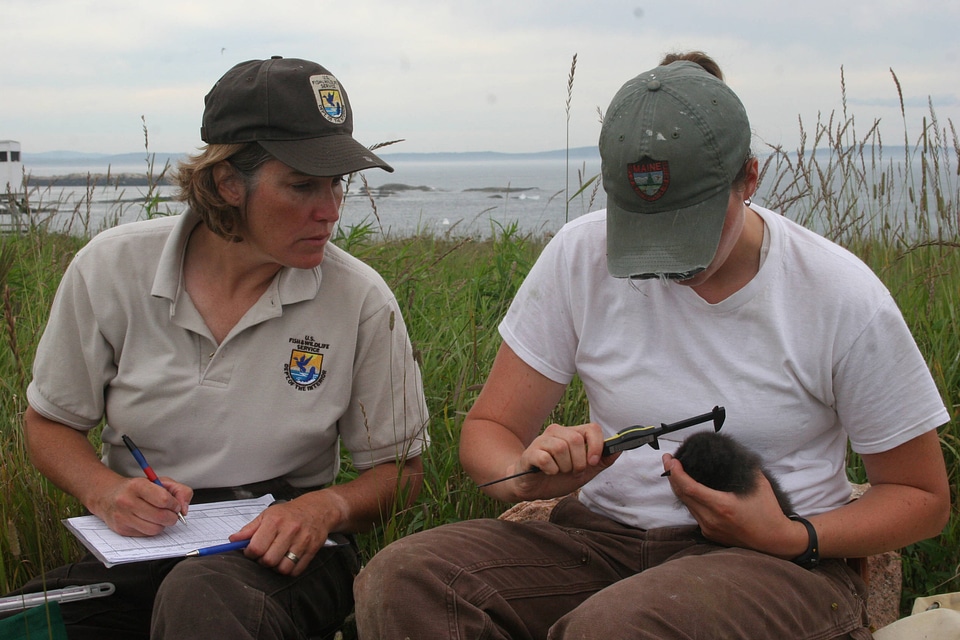 Measuring a Razorbill