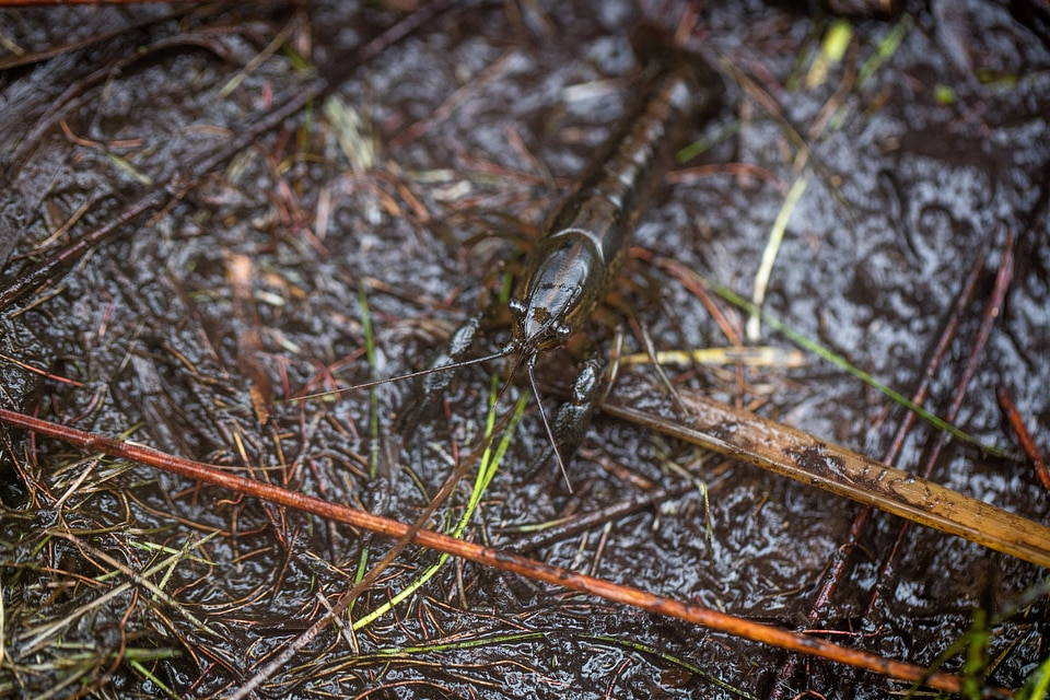 Panama City crayfish-1