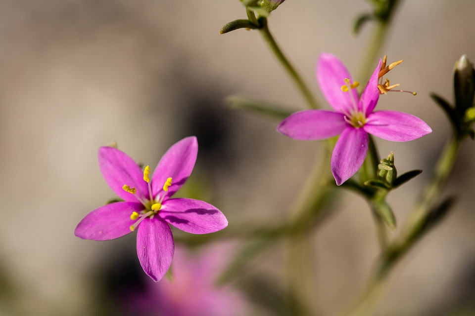Spring-loving centaury-4