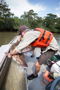 Biologist with gulf sturgeon on the Choctawhatchee River-1 photo