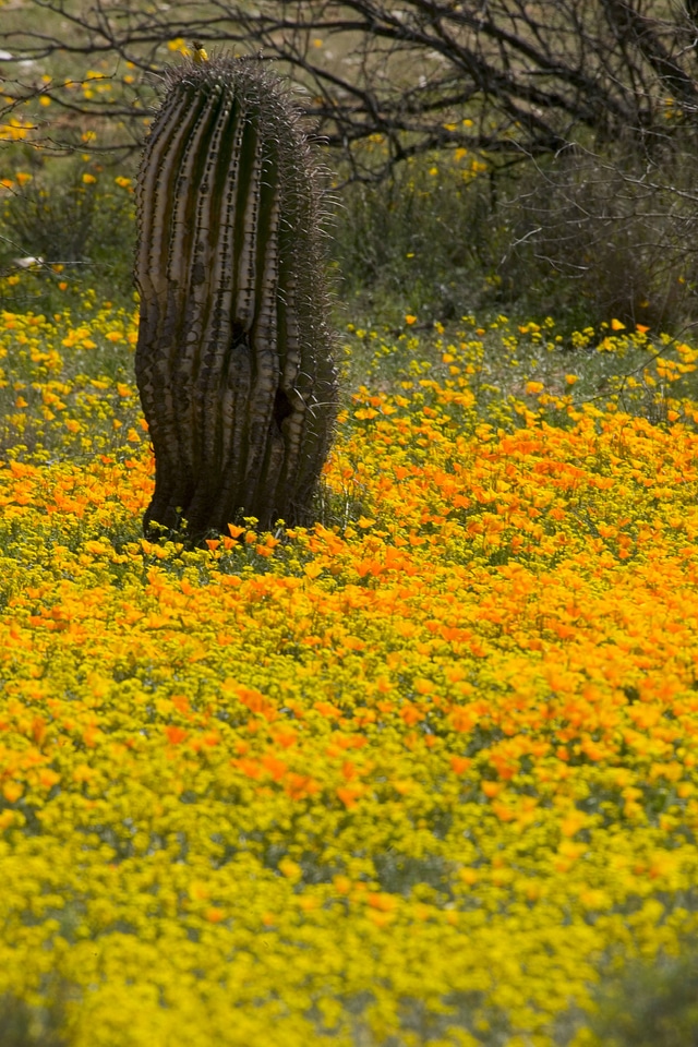 Mexican poppies and cactus