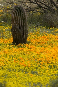 Mexican poppies and cactus